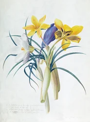 Estudo de quatro espécies de açafrão